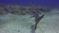 RVscuba20140616-40.jpg
