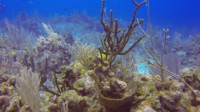 RVscuba20140617-12.jpg