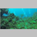 CaymanDive0036.jpg