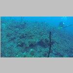 CaymanDive0106.jpg