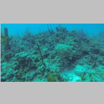 CaymanDive0129.jpg
